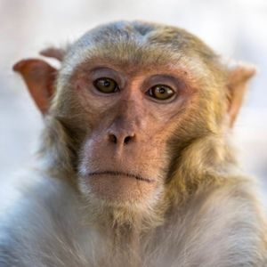 Meet your Posher, Posh